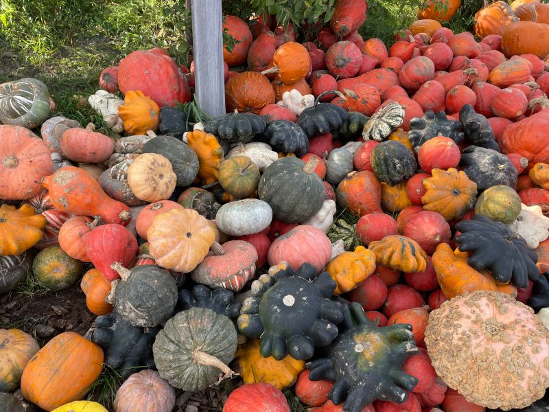 Yoga im Herbst
